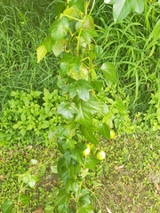 Passiflora herbertiana herbertiana