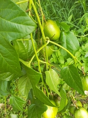 Passiflora herbertiana herbertiana
