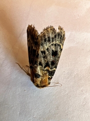 Proteuxoa sanguinipuncta
