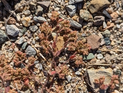 Euphorbia setiloba