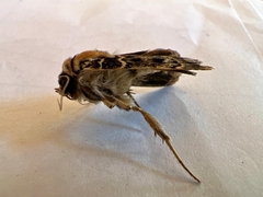 Proteuxoa sanguinipuncta
