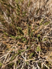 Ericameria cooperi