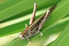 Schistocerca americana