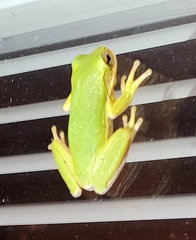Hyla