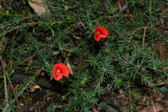 Gompholobium ecostatum