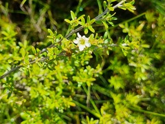 Leptospermum semibaccatum