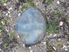 Catostylus mosaicus