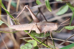 Schistocerca damnifica