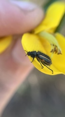 Astylus quadrilineatus