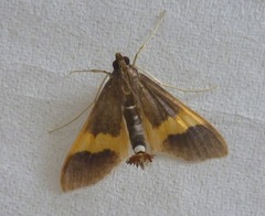 Diaphania