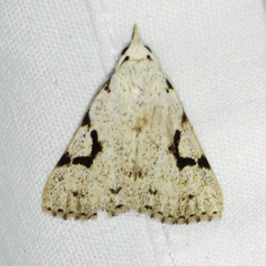 Herminodes concatenalis