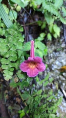 Achimenes pedunculata