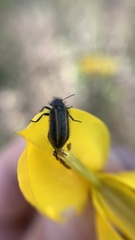 Astylus quadrilineatus