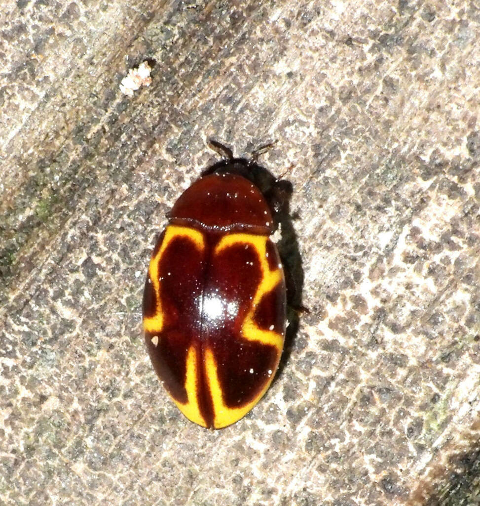Chelonarium signatum