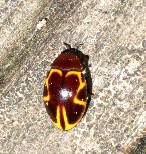 Chelonarium signatum