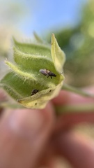 Oxycarenus hyalinipennis