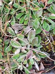 Antennaria howellii