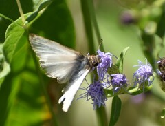 Heliopetes laviana