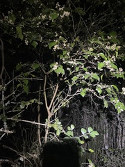 Elaeocarpus obovatus