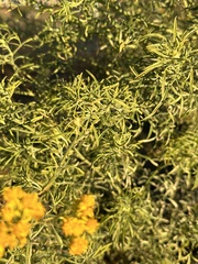 Hymenothrix wislizeni