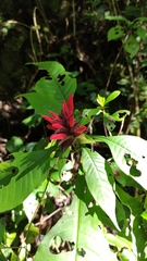 Aphelandra molinae