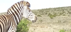 Equus quagga