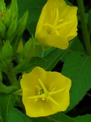 Oenothera pilosella