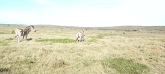 Equus quagga
