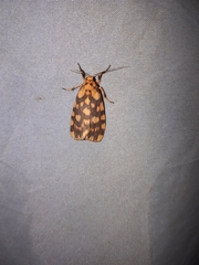 Miltochrista quadrilineata