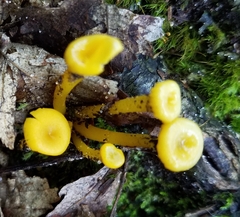 Gloioxanthomyces nitidus
