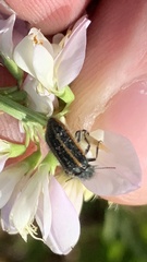 Astylus quadrilineatus