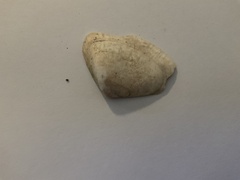 Latona deltoides