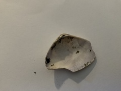 Latona deltoides