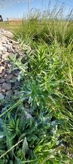 Echium plantagineum
