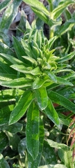 Echium plantagineum