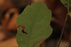 Quercus