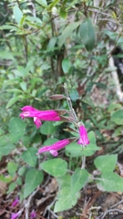 Salvia dorisiana
