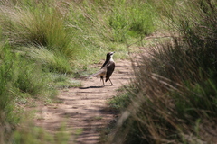 Mimus saturninus