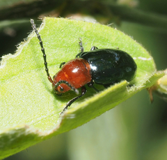 Syphrea