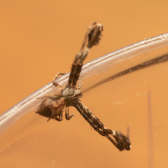 Stephanopis barbipes