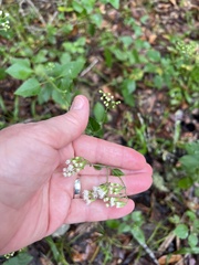 Ageratina jucunda