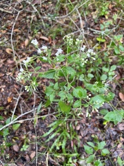 Ageratina jucunda