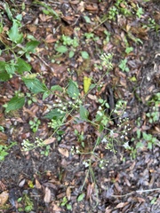 Ageratina jucunda