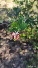 Malacomeles denticulata