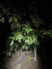 Alectryon tomentosus