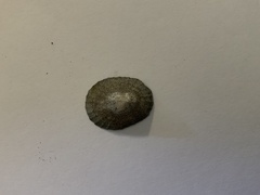 Cellana tramoserica
