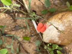 Macroptilium gibbosifolium