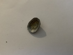 Cellana tramoserica