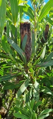 Protea lepidocarpodendron