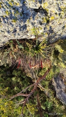 Tillandsia salmonea